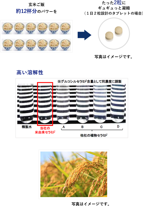 米由来グルコシルセラミドとは